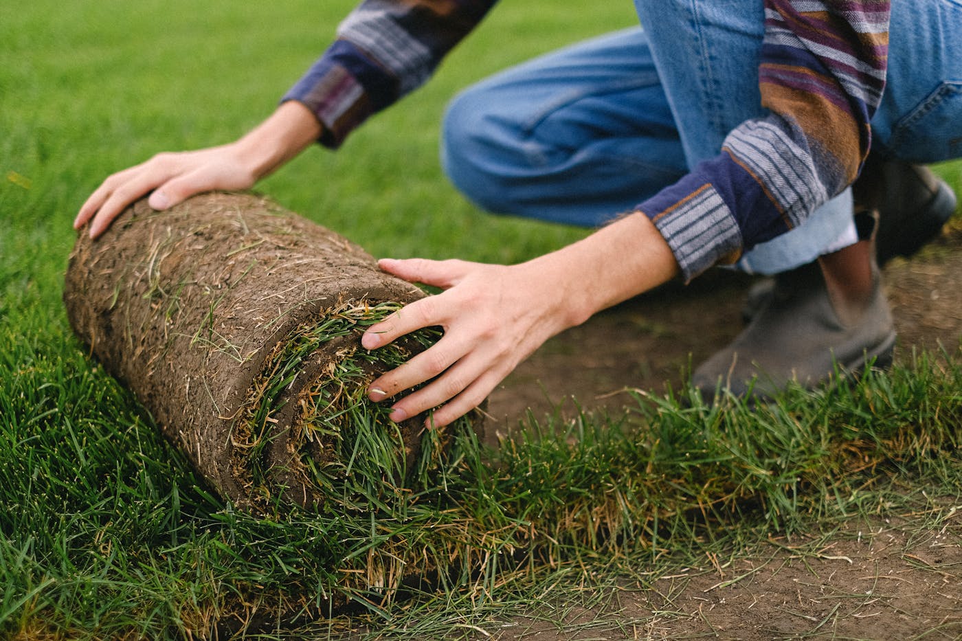 Fresh sod being rolled into place for a new lawn